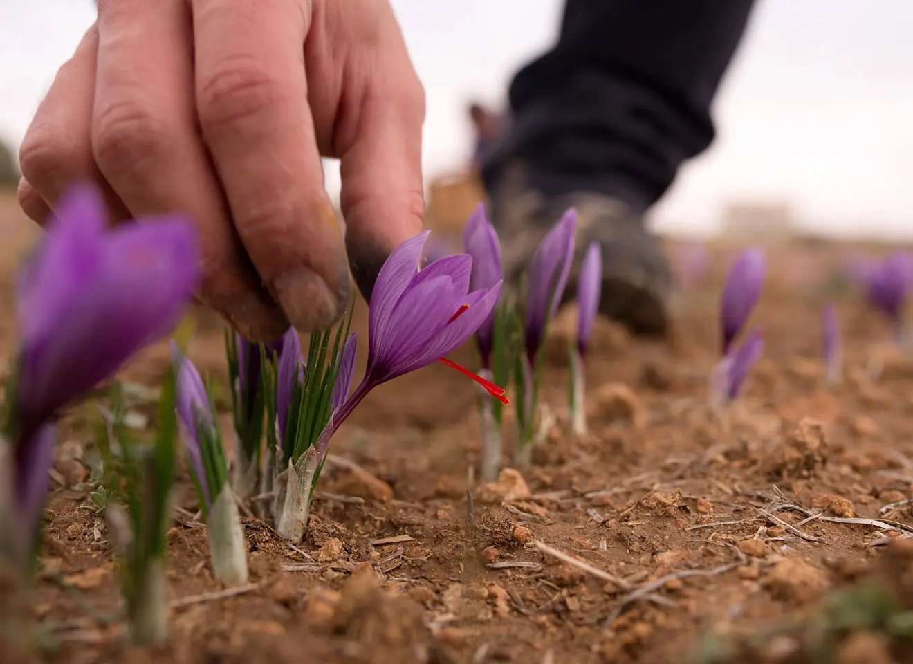 hånd plukker safranblomst