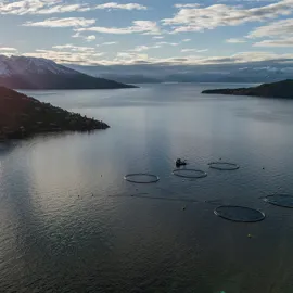 Oppdrett i fjord