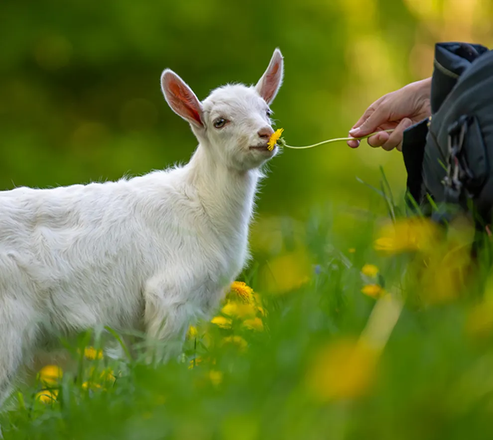 En hvit geit lukter på en blomst rakt ut fra en menneskehånd på en blomstereng.